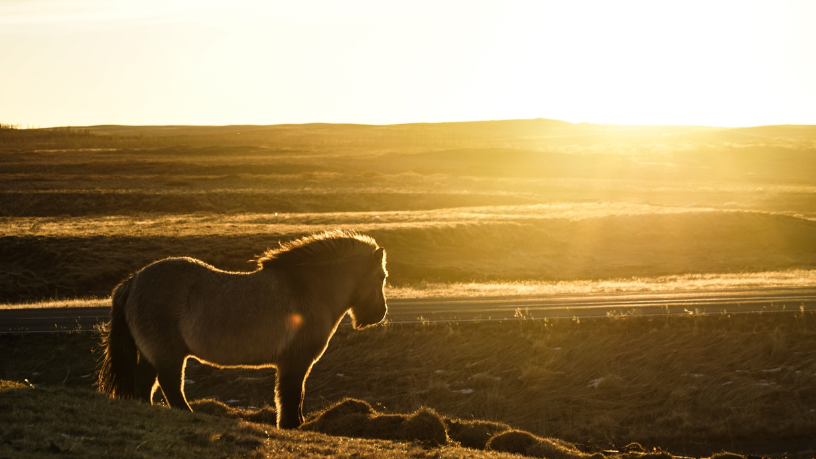 O Cavalo Crioulo une tradição, economia e turismo sustentável, explica Aldo Vendramin.